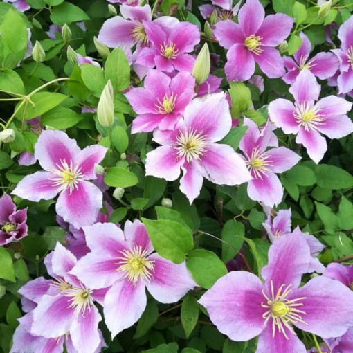 Clematis Piilu (large-flowered, full)