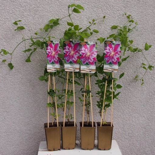Clematis Piilu (large-flowered, full)