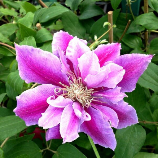 Clematis Piilu (large-flowered, full)