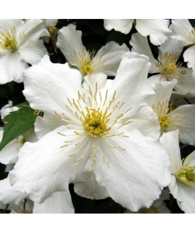 Clematis Paul Farges (botanic, fragrant)