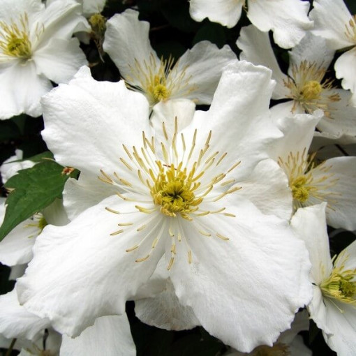 Clematis Paul Farges (botanic, fragrant)