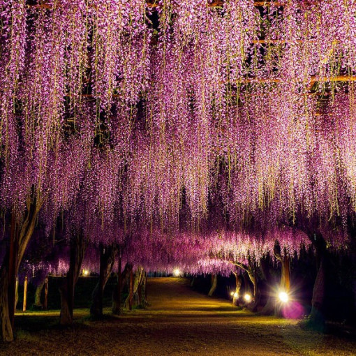 Wisteria floribunda Honbeni, PINK, 2L pot