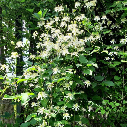 Clematis Paul Farges (botanic, fragrant)