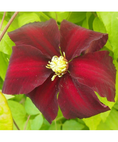 Clematis Niobe (large-flowered)