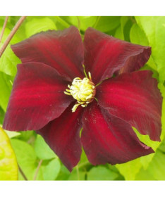 Clematis Niobe (large-flowered)