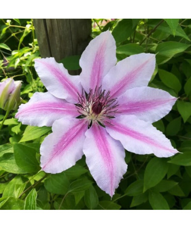 Clematis Nelly Moser (large-flowered)