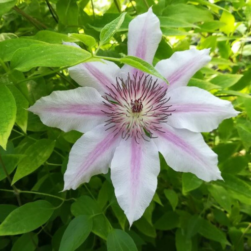 Clematis Nelly Moser (large-flowered)