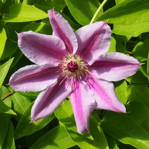 Clematis Nelly Moser (large-flowered)