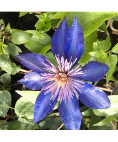 Clematis Multi Blue (large-flowered, full)