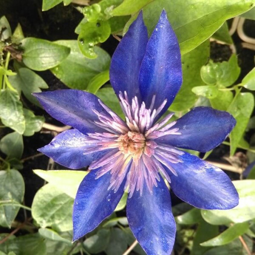 Clematis Multi Blue (large-flowered, full)