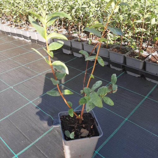 Honeyberry 'Lori' P9/C1