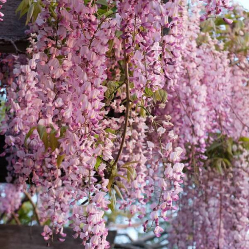 Wisteria floribunda Honbeni, PINK, 2L pot