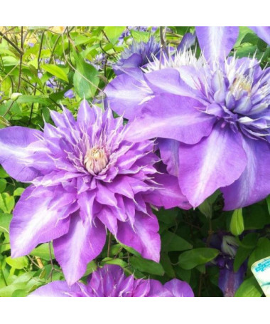 Clematis Multi Blue (large-flowered, full)