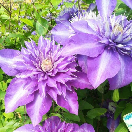 Clematis Multi Blue (large-flowered, full)