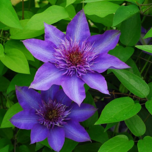 Clematis Multi Blue (large-flowered, full)