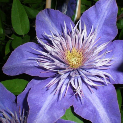 Clematis Multi Blue (large-flowered, full)