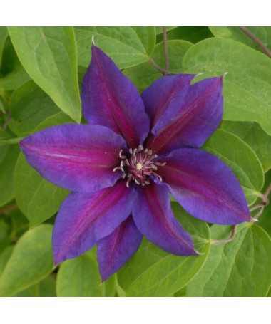 Clematis Mrs N.Thompson (large-flowered)