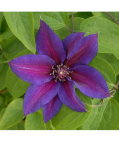 Clematis Mrs N.Thompson (large-flowered)