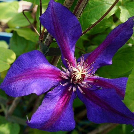 Clematis Mrs N.Thompson (large-flowered)