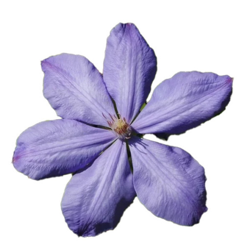 Clematis Mrs Cholmondeley (large-flowered)