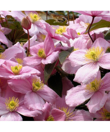 Clematis Montana Rubens (botanic) GÓRSKI P9/C1
