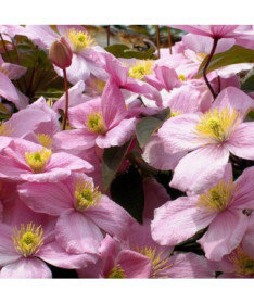 Clematis Montana Rubens (botanic) GÓRSKI P9/C1