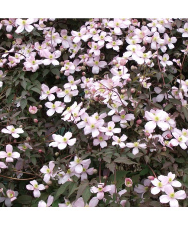 Clematis Montana Rubens (botanic) GÓRSKI P9/C1