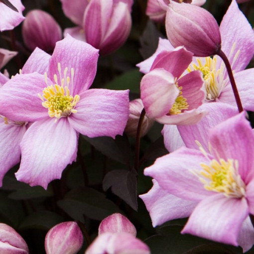 Clematis Montana Rubens (botanic) GÓRSKI P9/C1