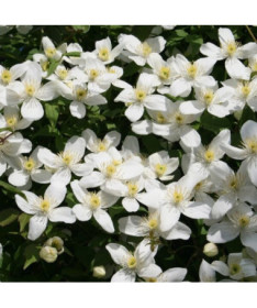 Clematis Montana Grandiflora (mountain) P9/C1