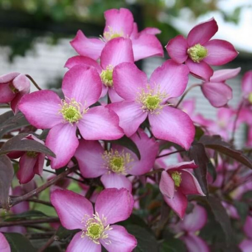 Clematis montana ‘Freda P9/C1 i 2L