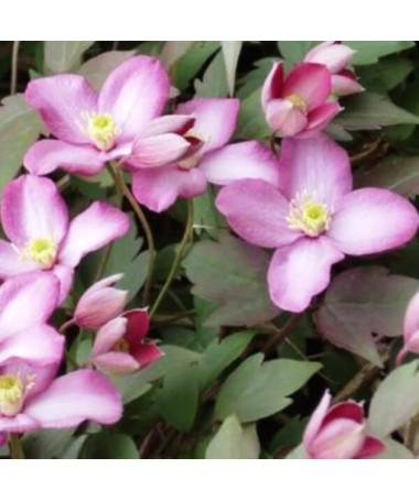 Clematis montana ‘Freda P9/C1 i 2L