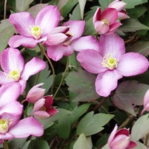 Clematis montana ‘Freda P9/C1 i 2L