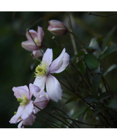 Clematis Montana Fragrant Spring Mayleen (mountain) P9/C1