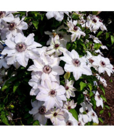 Clematis Miss Bateman