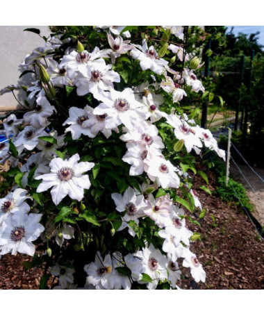 Clematis Miss Bateman