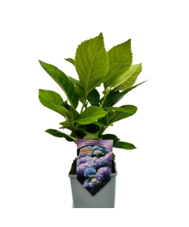 Hydrangea garden variety Bouquet Rose P9/C1