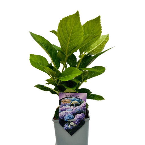 Hydrangea garden variety Bouquet Rose P9/C1