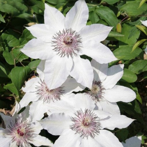 Clematis Miss Bateman