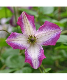 Clematis MINUET (viticella)