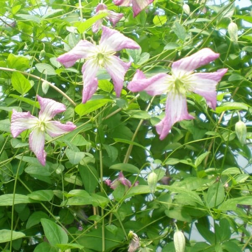 Clematis MINUET (viticella)