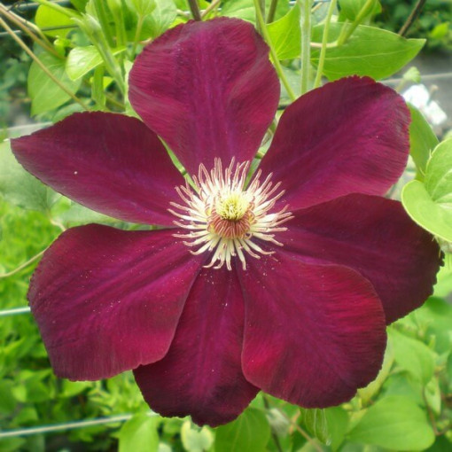 Clematis Mazowsze (large-flowered)