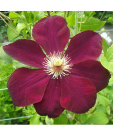 Clematis Mazowsze (large-flowered)