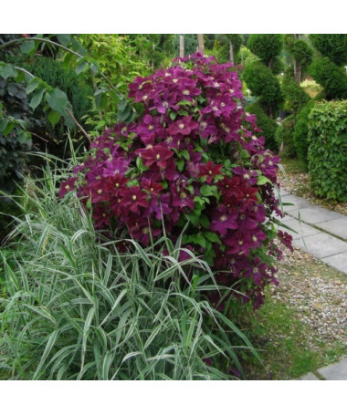 Clematis Mazowsze (large-flowered)