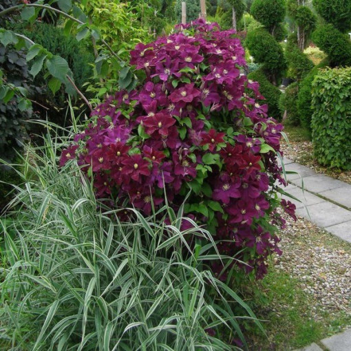 Clematis Mazowsze (large-flowered)