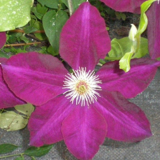 Clematis Mazowsze (large-flowered)