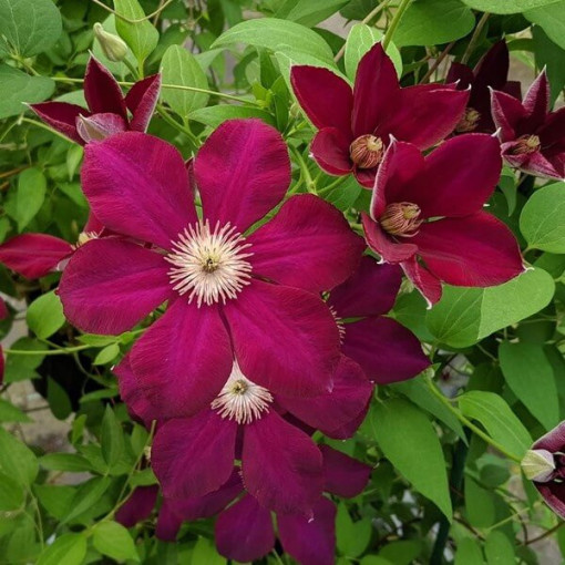Clematis Mazowsze (large-flowered)