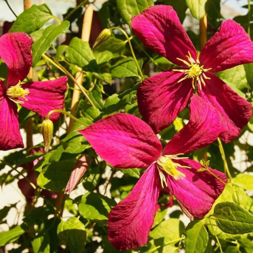 Clematis Madame Julia Correvon (viticella)