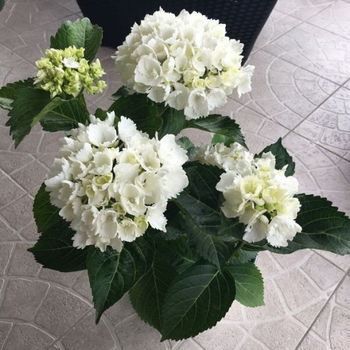 Hydrangea garden variety Soeur Therese P9/C1