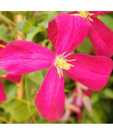 Clematis Madame Julia Correvon (viticella)