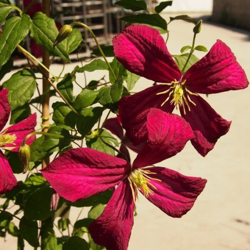 Clematis Madame Julia Correvon (viticella)